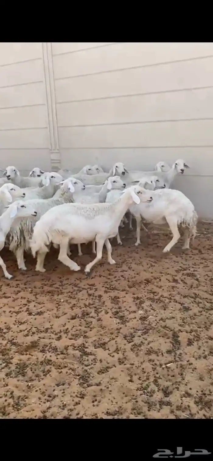 غنم حريات فاخره دفيع ومتابيع 0