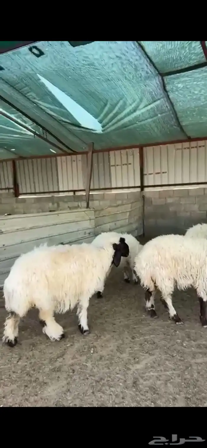 جذعات نعيم فاخرة للبيع تصلح مقنوي 1