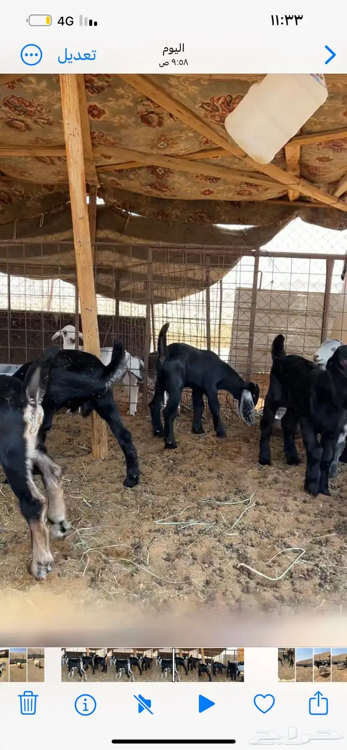 معزا متابيع للبيع 2