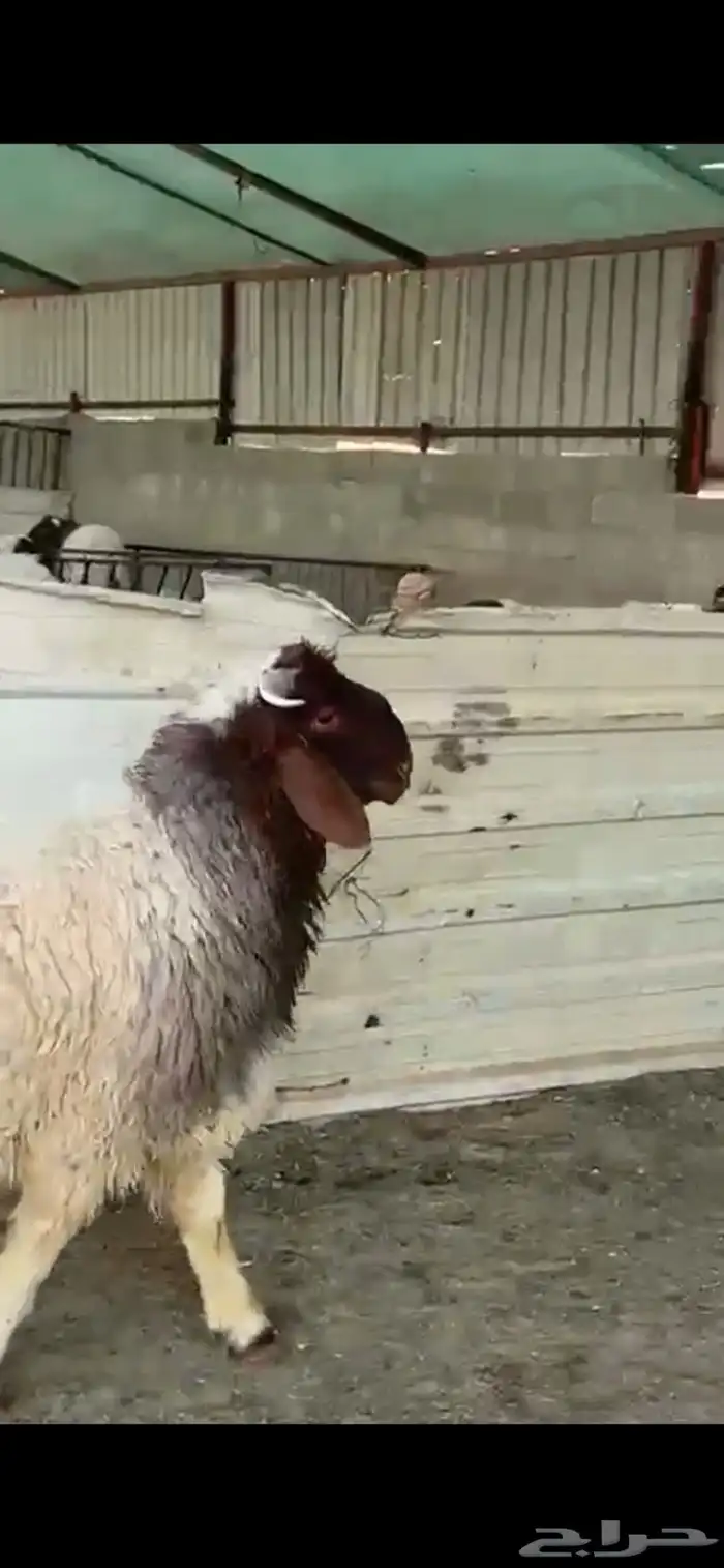 جذعات نعيم فاخرة للبيع تصلح مقنوي 3