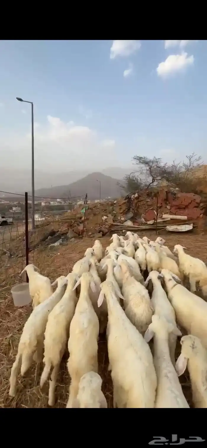 طليان ورخال 0