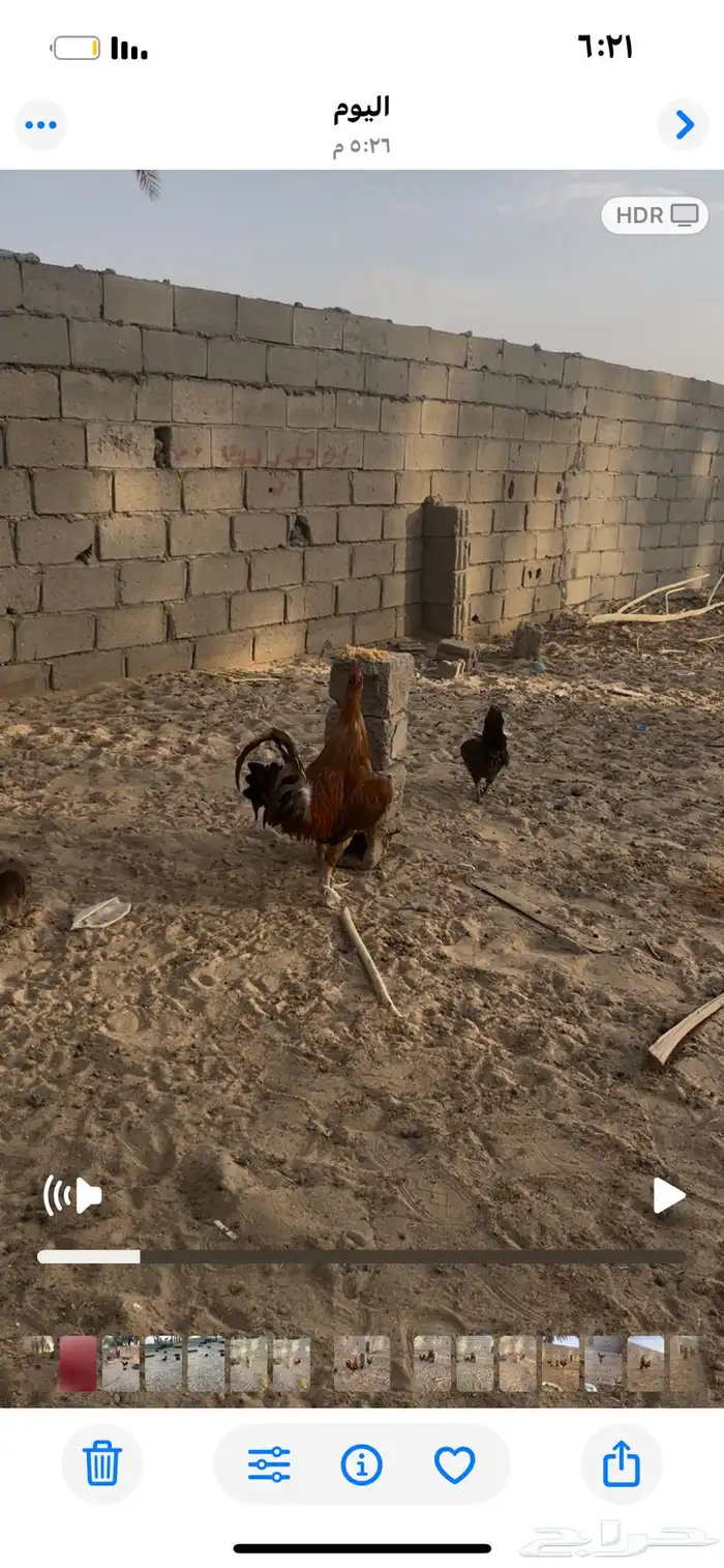 ديك ترثه اصيل 1