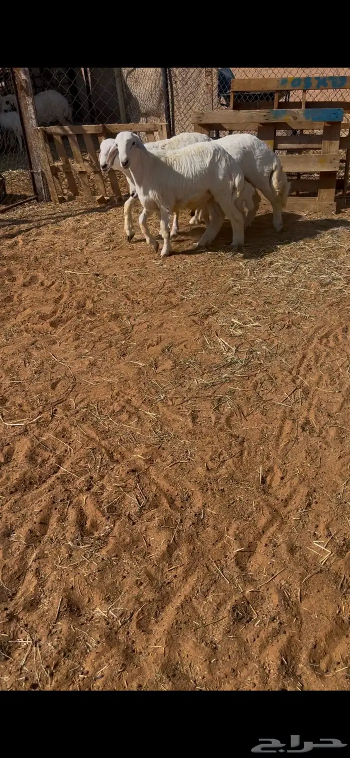 الخرج 2
