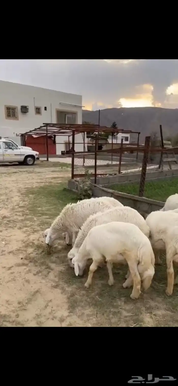 ت م البيع 5
