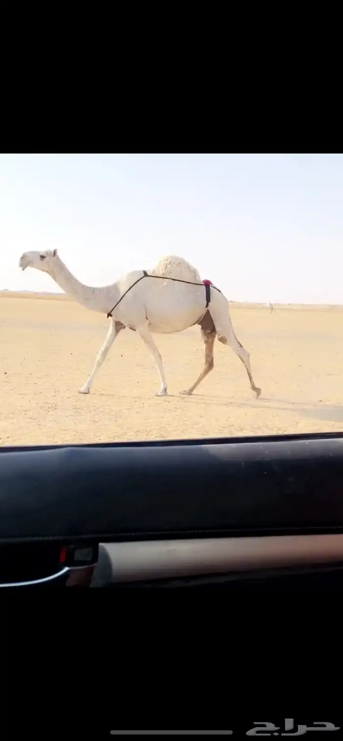 الخلفه الوضحاء الكفو 3