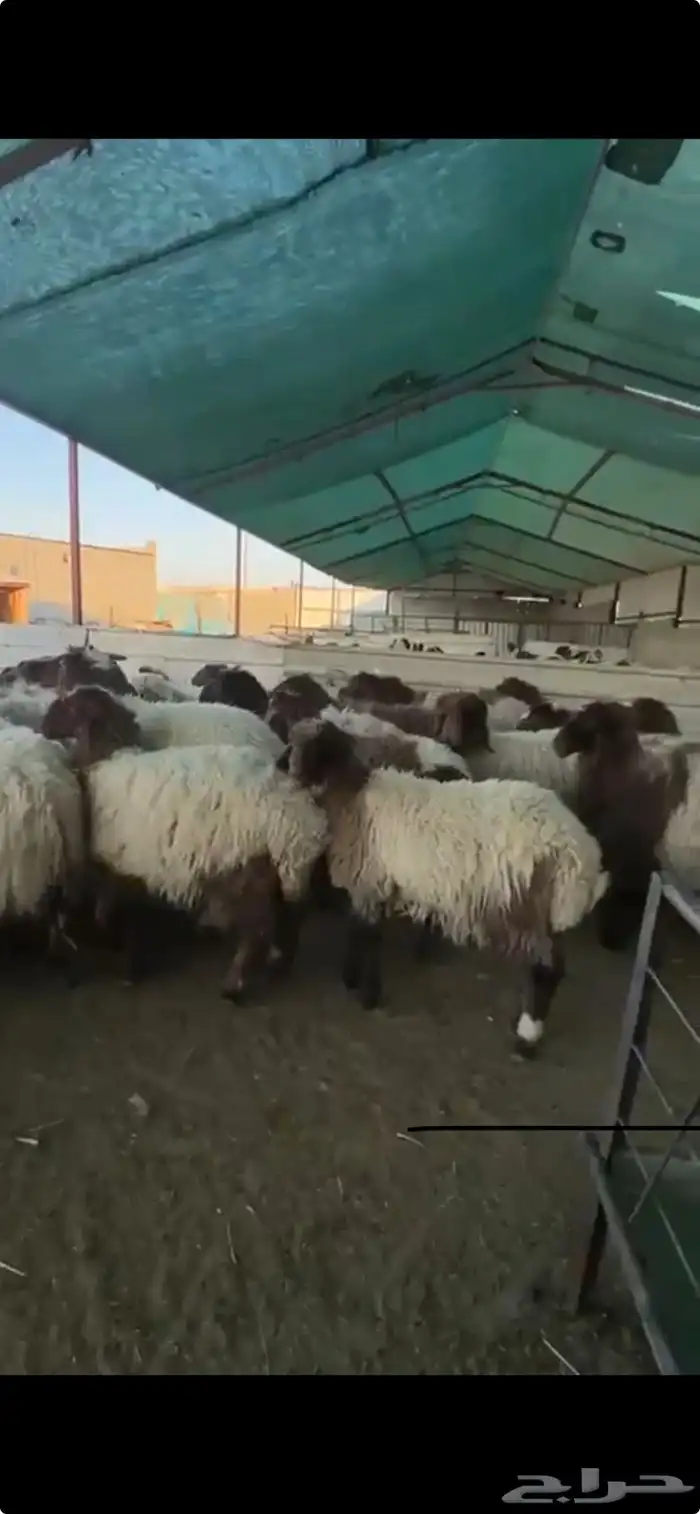 جذعات نعيم فاخرة للبيع تصلح مقنوي 11