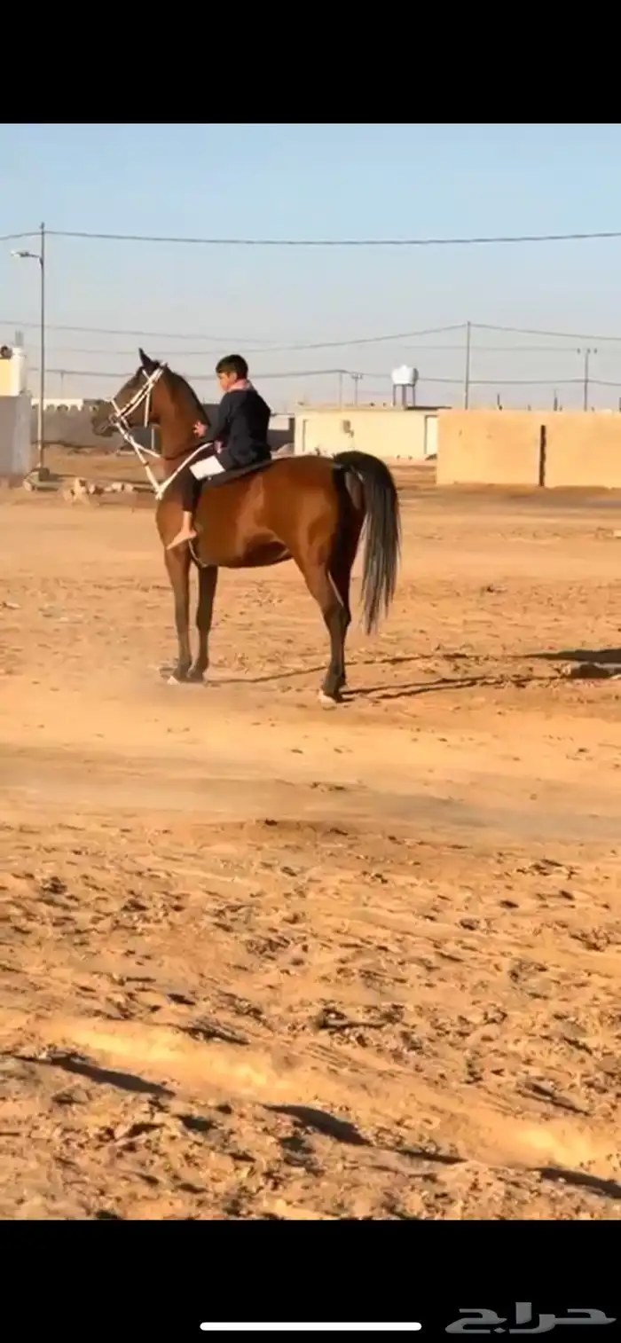 فرس بولنديه للبيع 0