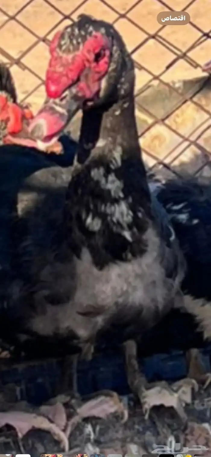 بط سوداني للبيع 1