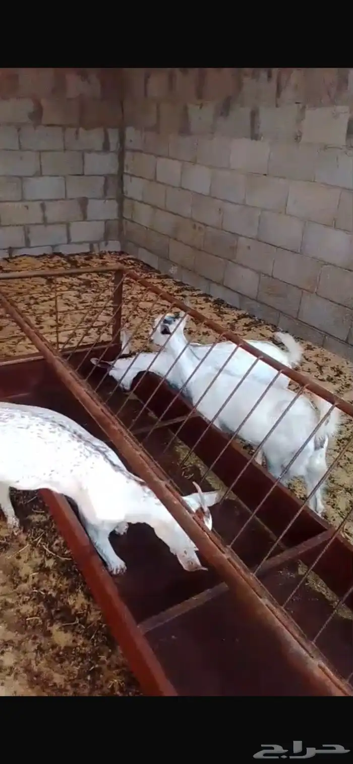 جفار جنوبيات 4