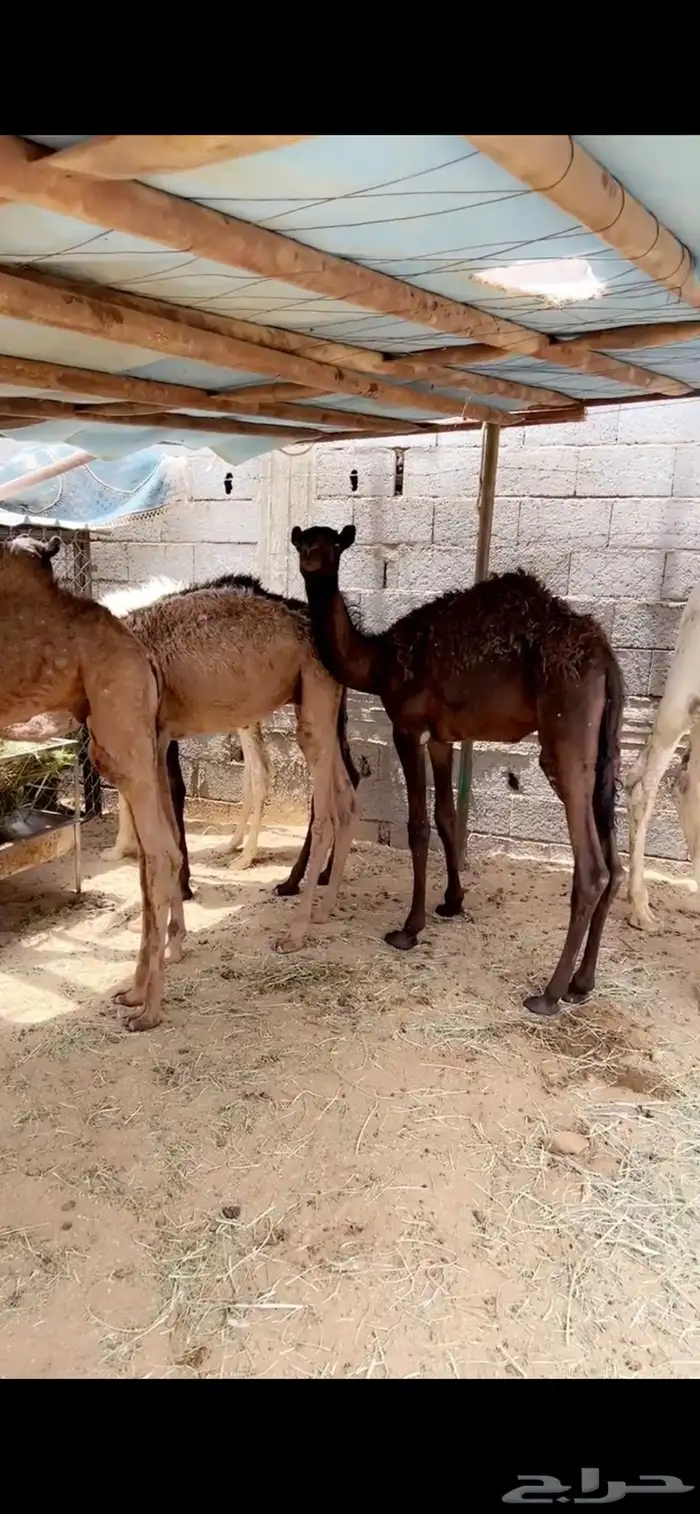 حشوان تربيه صحته شرط 2