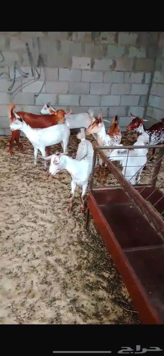 جفار جنوبيات 1