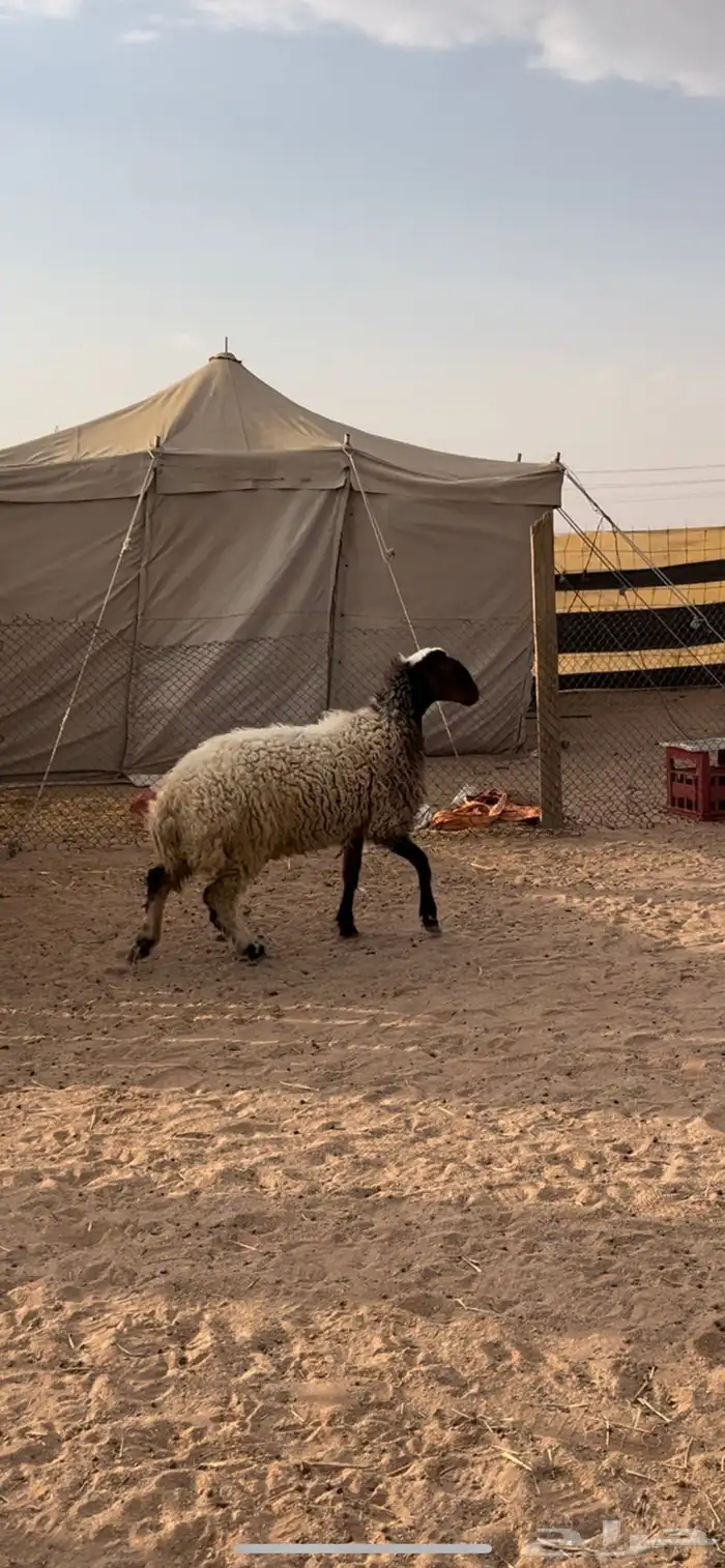 رخل نعيمة طيبة 0