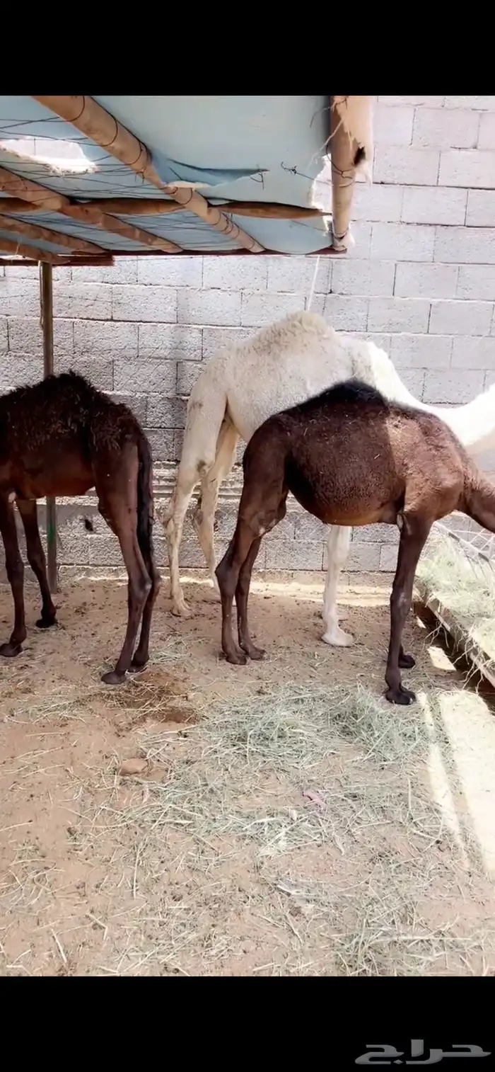 حشوان تربيه صحته شرط 3