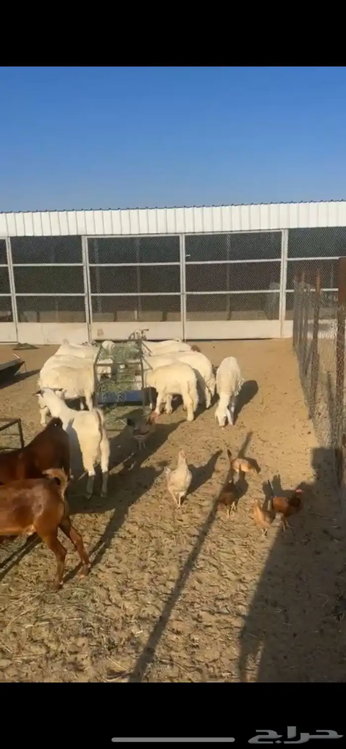 خرفان وتيوس للبيع 2