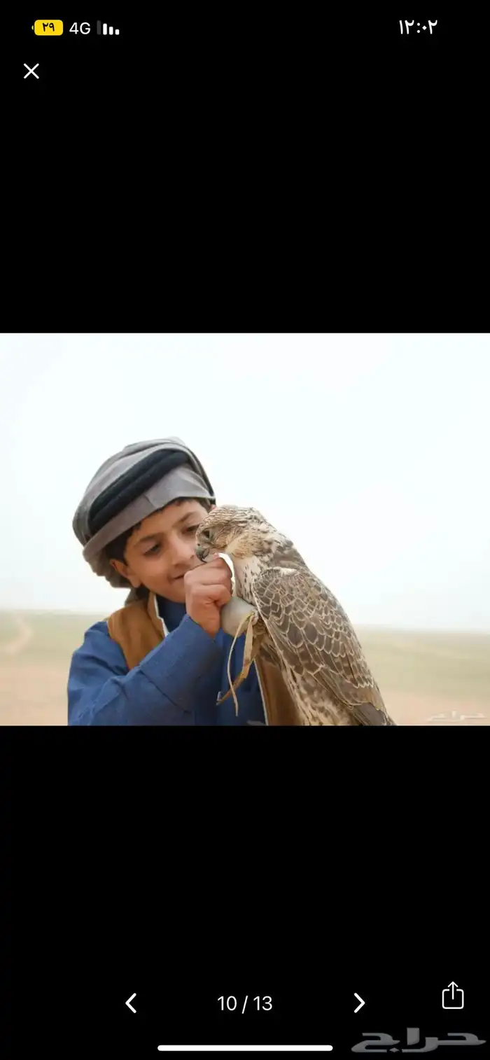 اللايجار الصقور مع الصقار الحتفلات والمناسبات بسعر مناسب 4