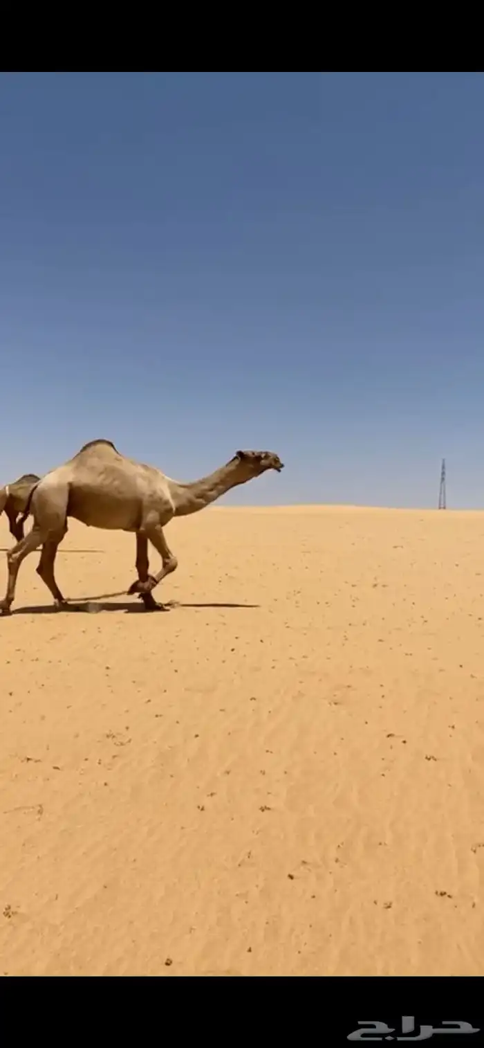 بعير اشعل 1
