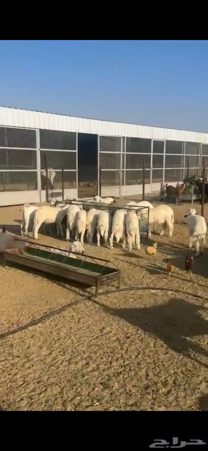 خرفان وتيوس للبيع 1