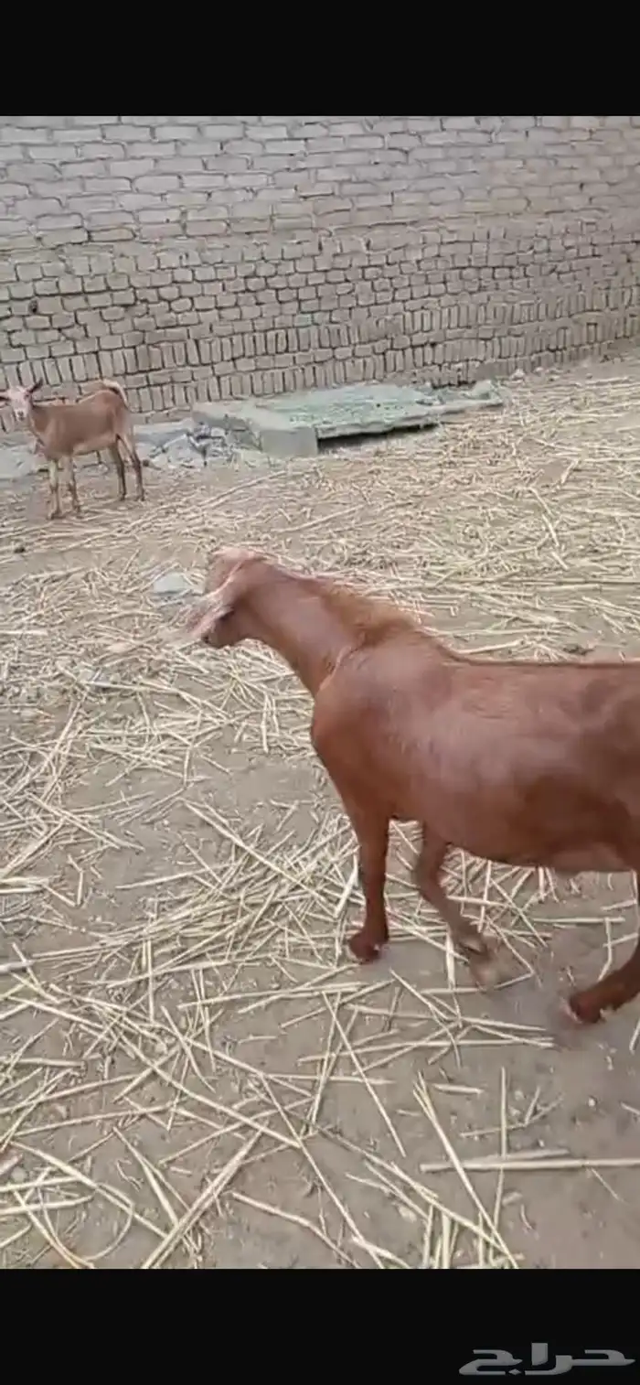 تيس ادهم للبيع 0