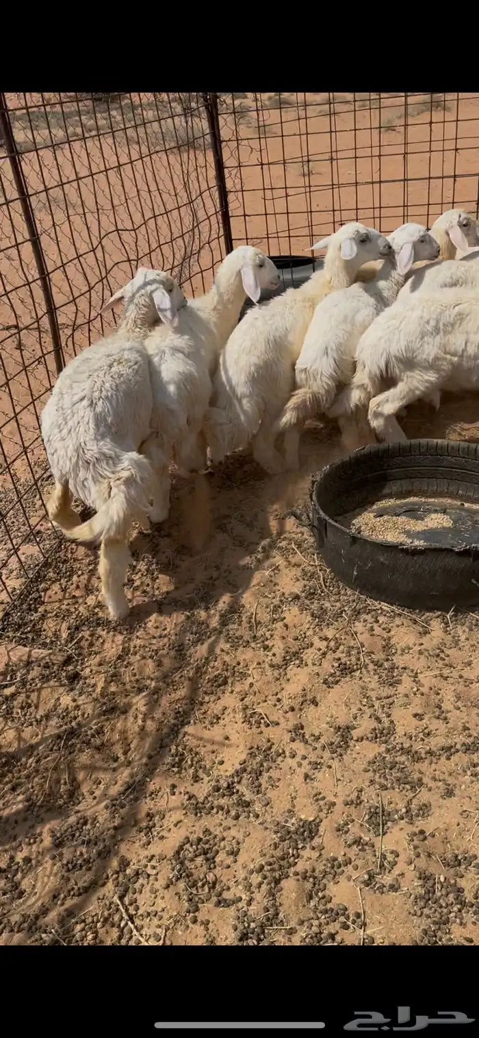 رخال حريه للبيع المذنب 2