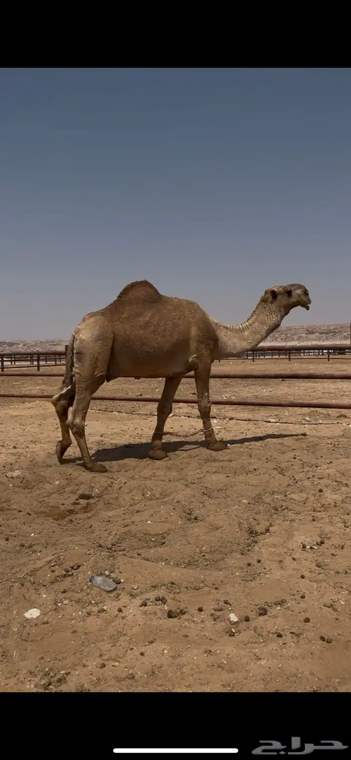 للبيع بعير كفو ساسه باتلي بعير وانتاجه طيب 0