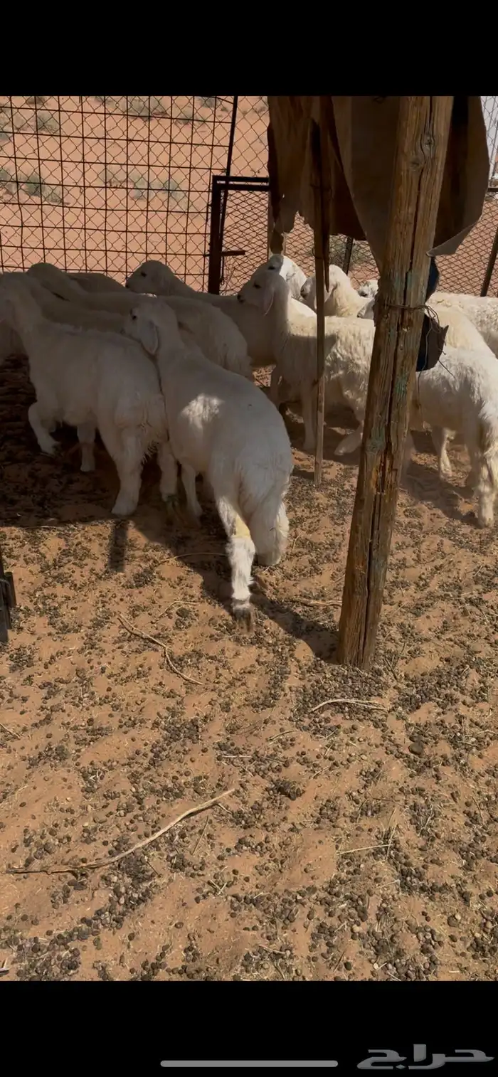 رخال حريه للبيع المذنب 3