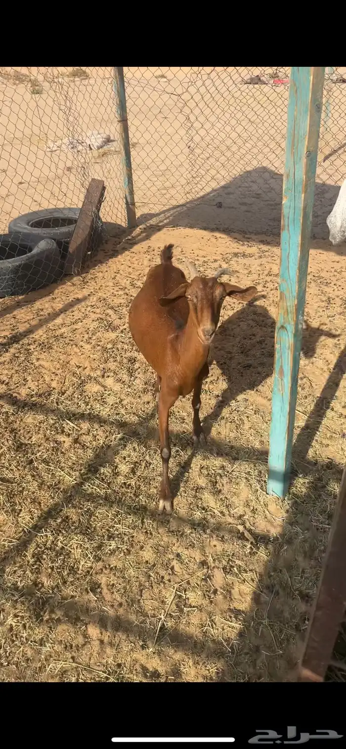 عنز جنوبيه متبع بتيسين 2