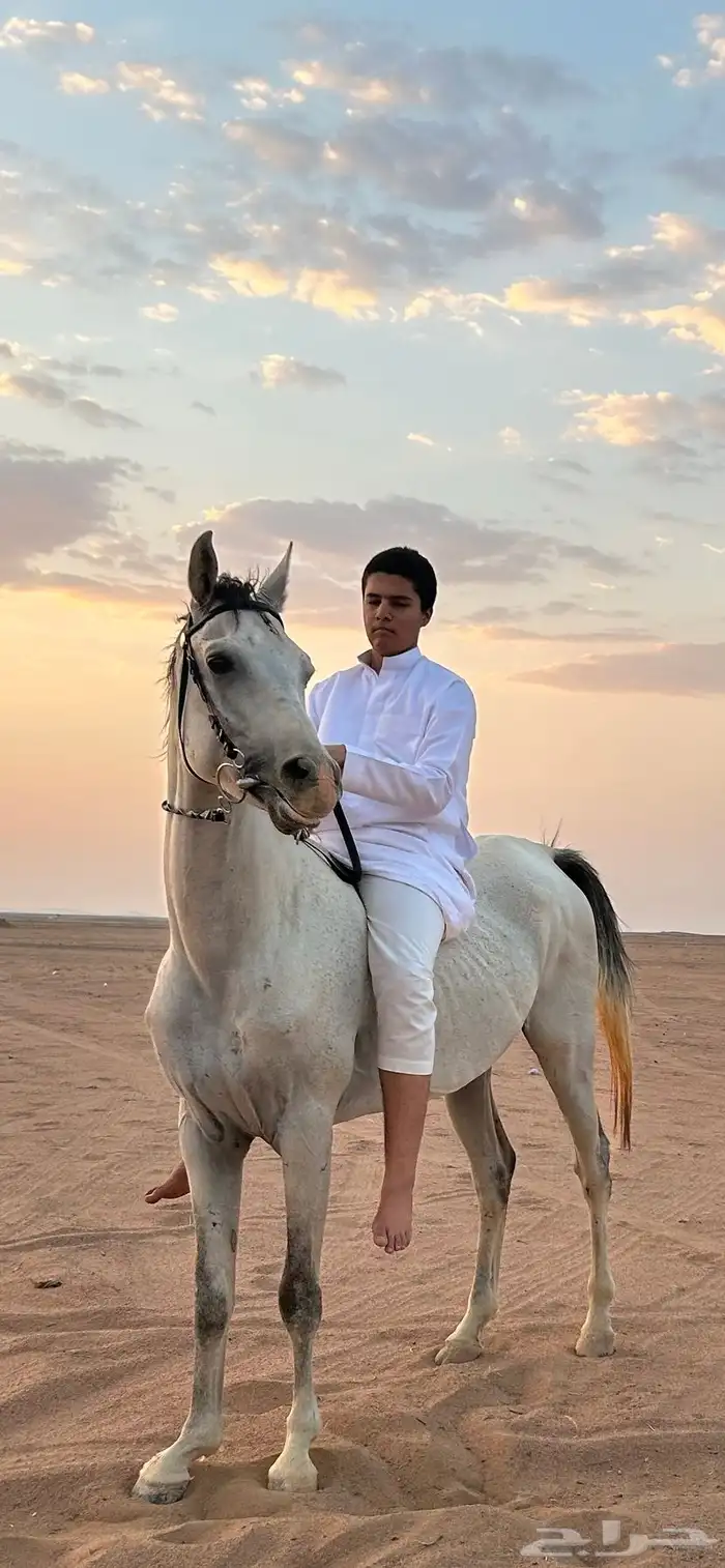 حصان شعبي بطل 0