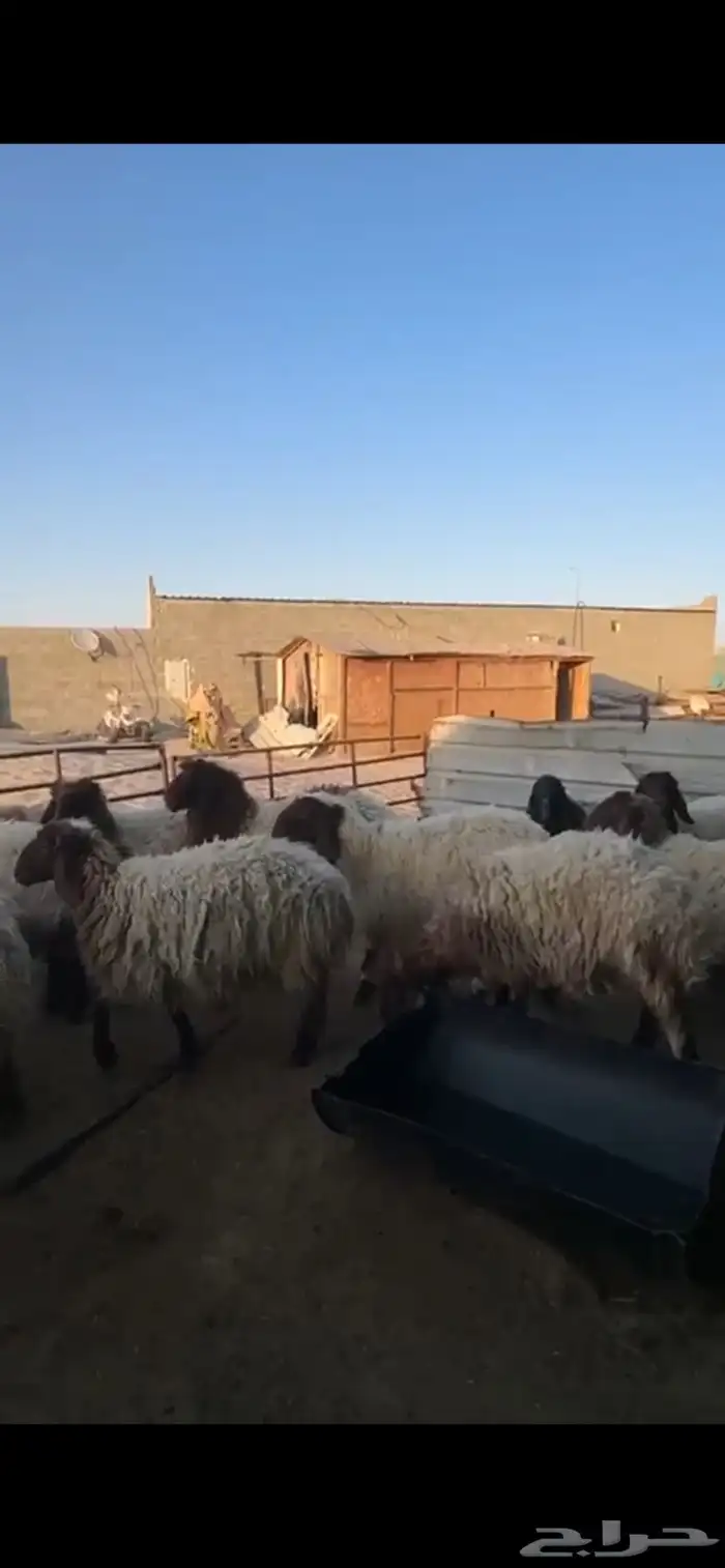جذعات نعيم فاخرة للبيع تصلح مقنوي 16