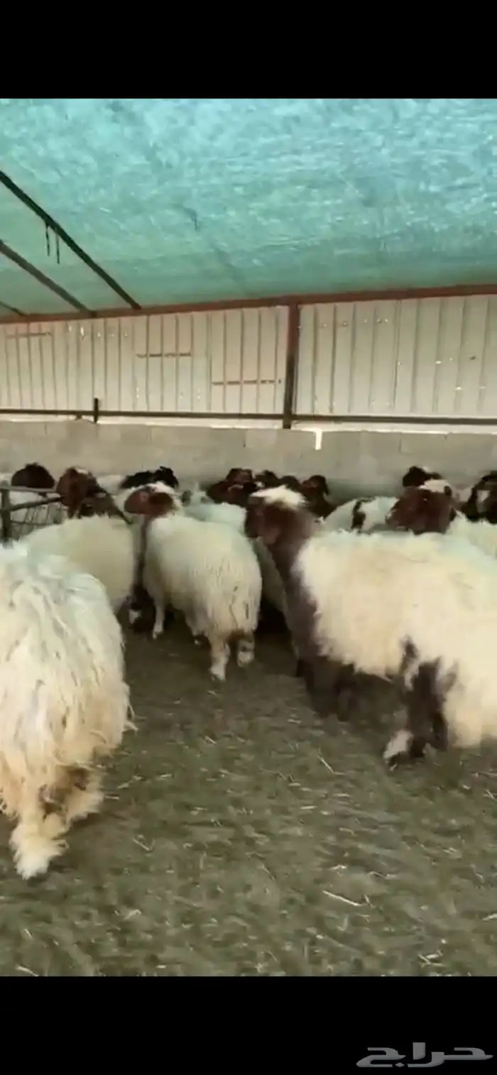 جذعات نعيم فاخرة للبيع تصلح مقنوي 8