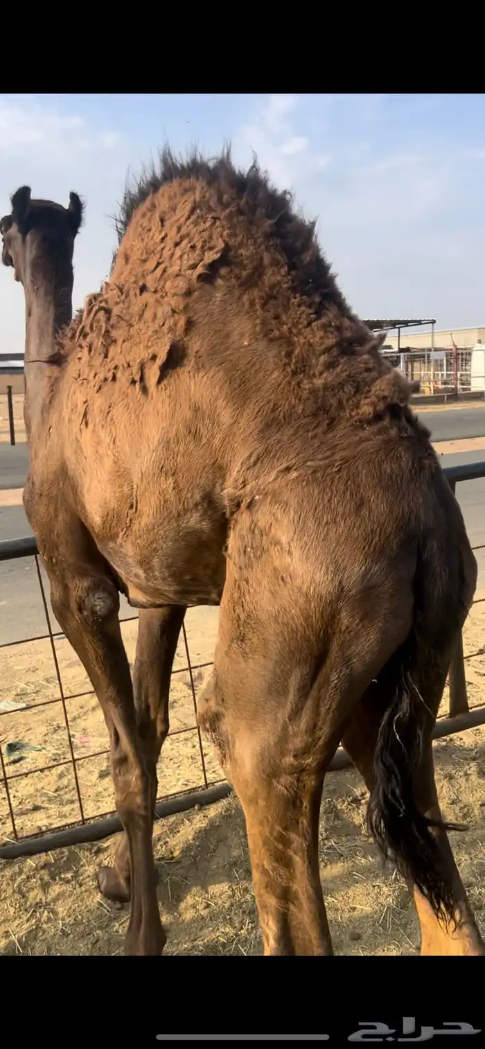 قعود بلدي على حليب امه والبرسيم 2