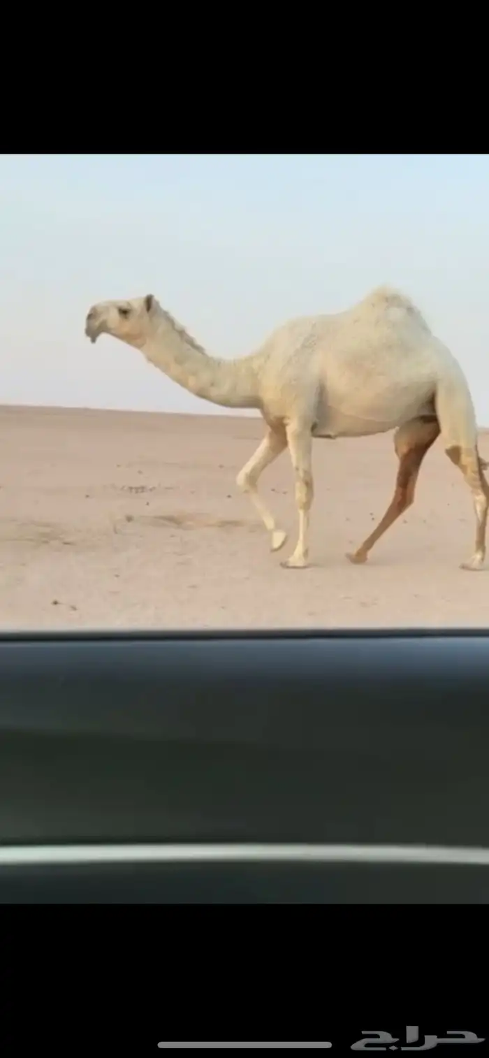 للبيع الرمانية الكفوو 0