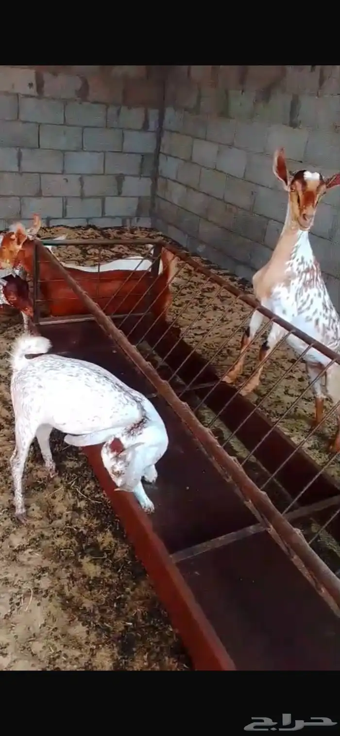 جفار جنوبيات 2