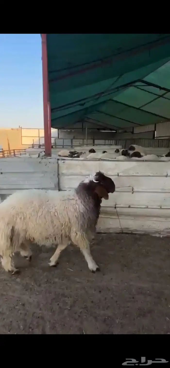 جذعات نعيم فاخرة للبيع تصلح مقنوي 2