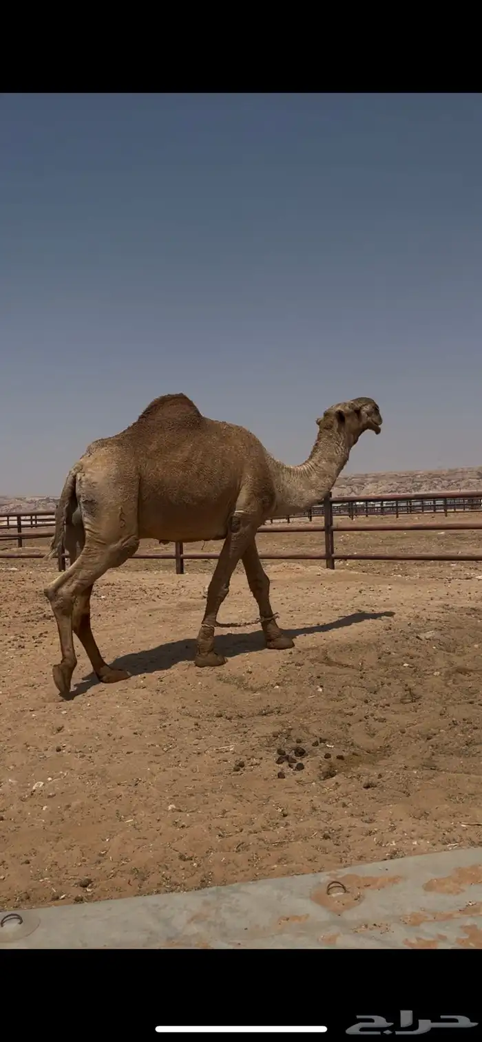 للبيع بعير كفو ساسه باتلي بعير وانتاجه طيب 2