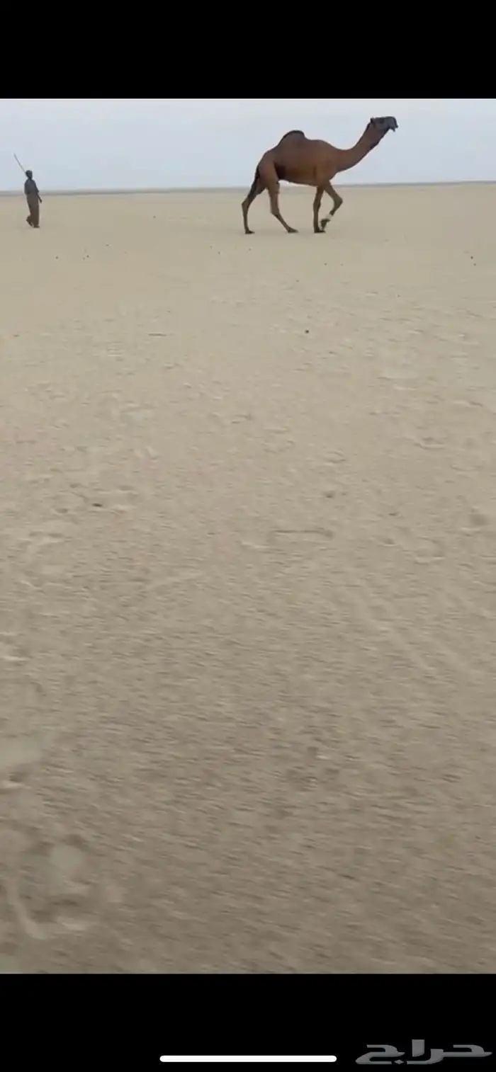 بعير سلاله و شكل كفو 2