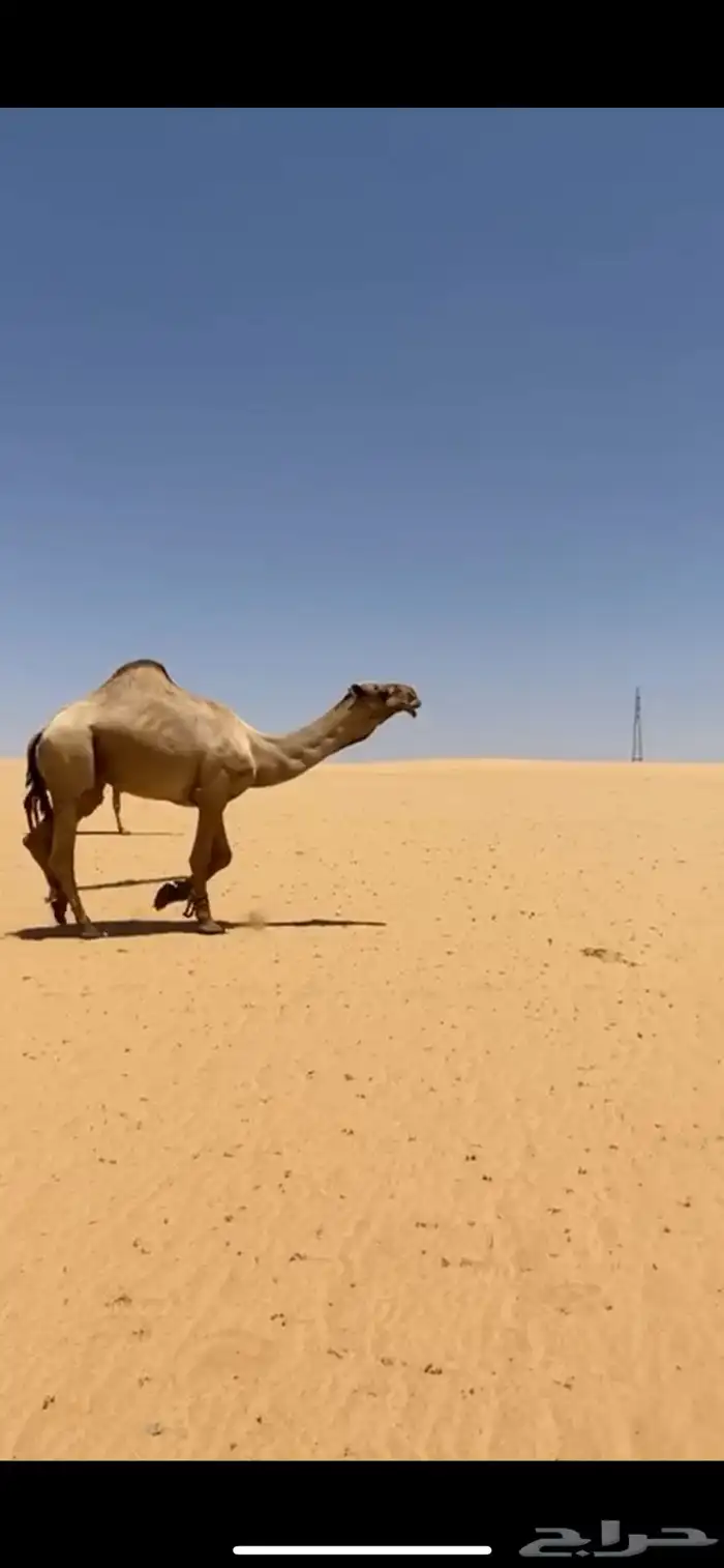 بعير اشعل 2