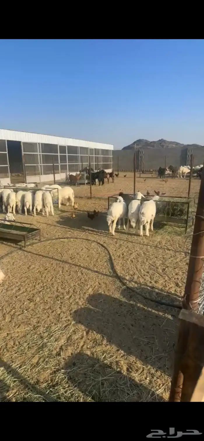 خرفان وتيوس للبيع 0