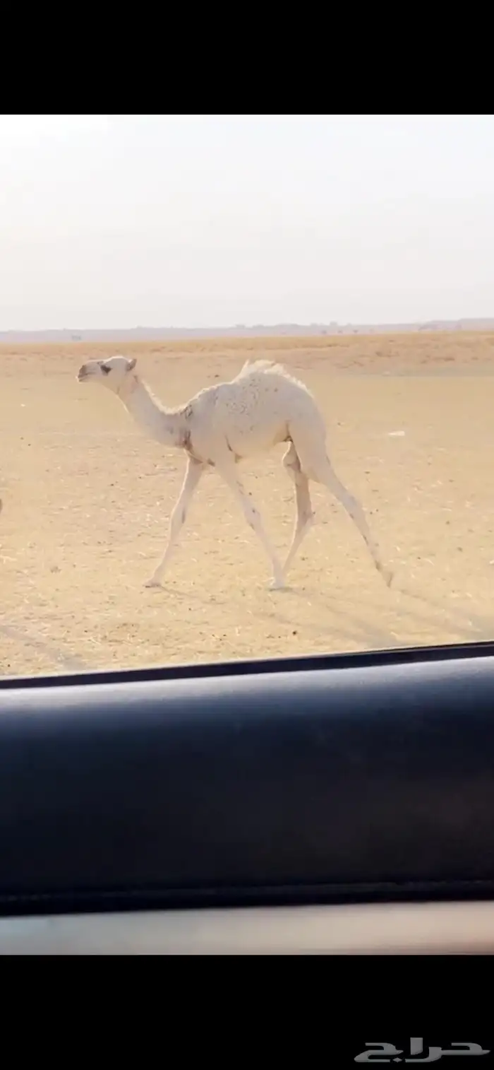الخلفه الوضحاء الكفو 4