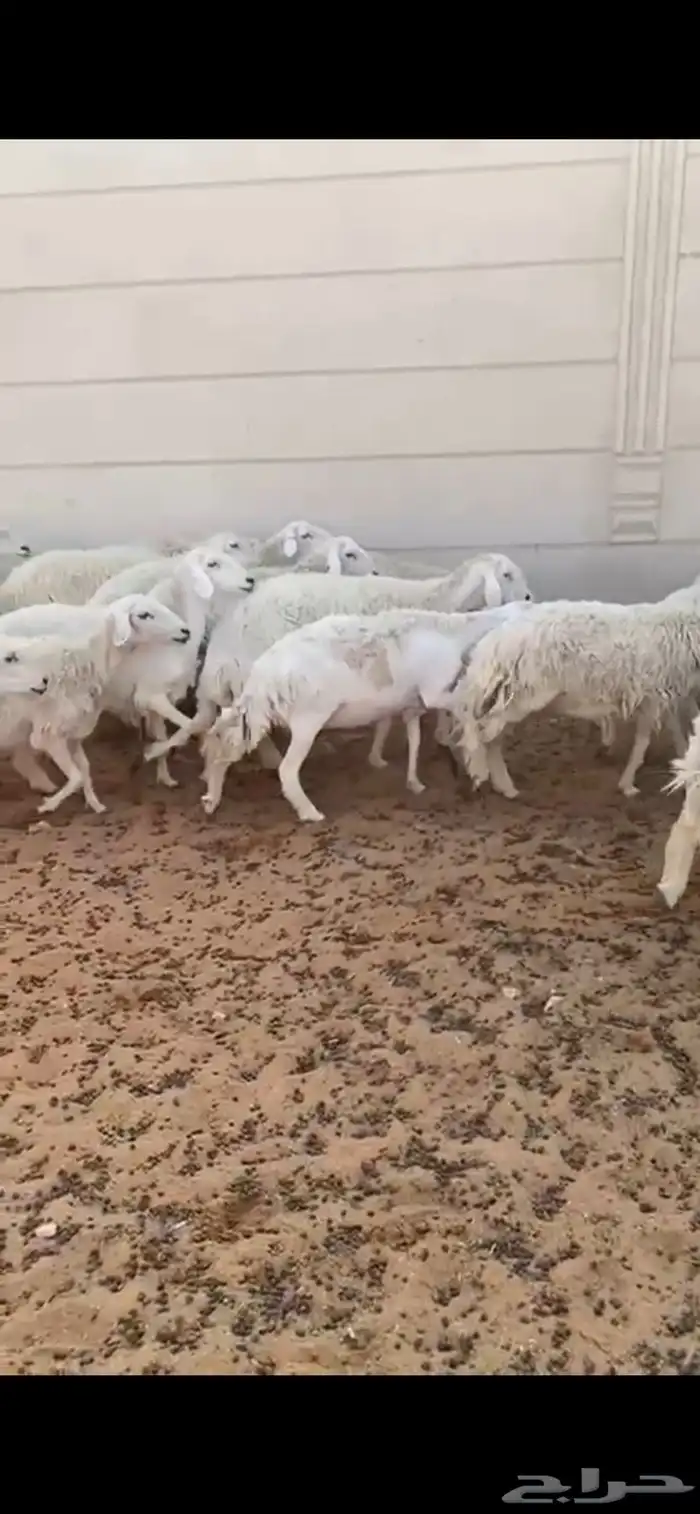 غنم حريات فاخره دفيع ومتابيع 4