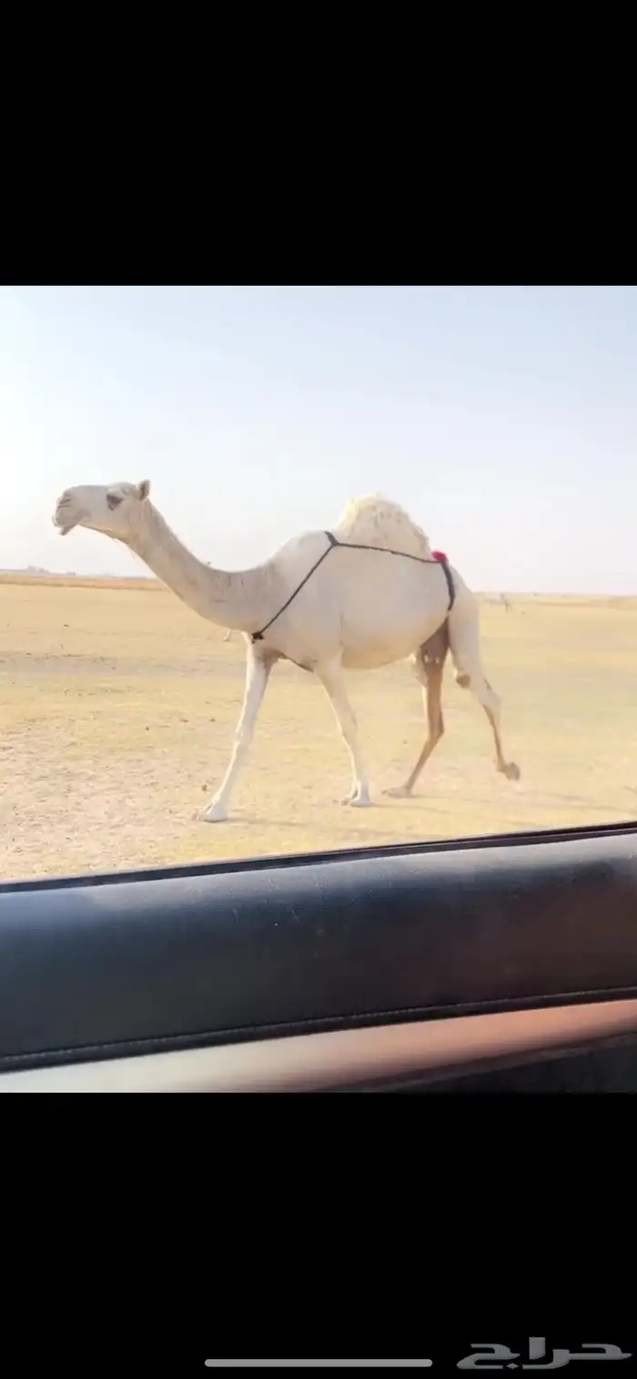 الخلفه الوضحاء الكفو 1