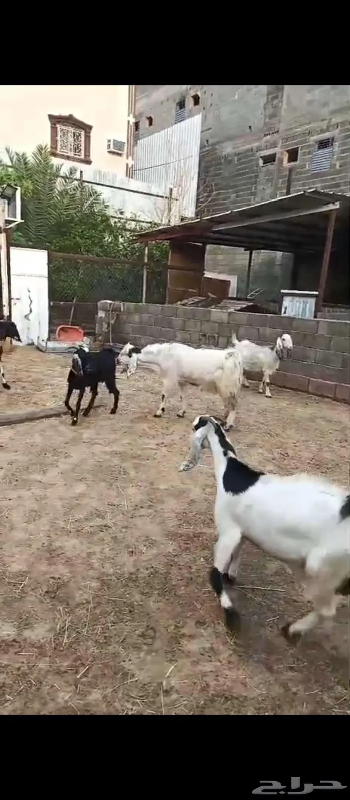 فحل معزا مقشع ثنيه جرم كفو وحار 0