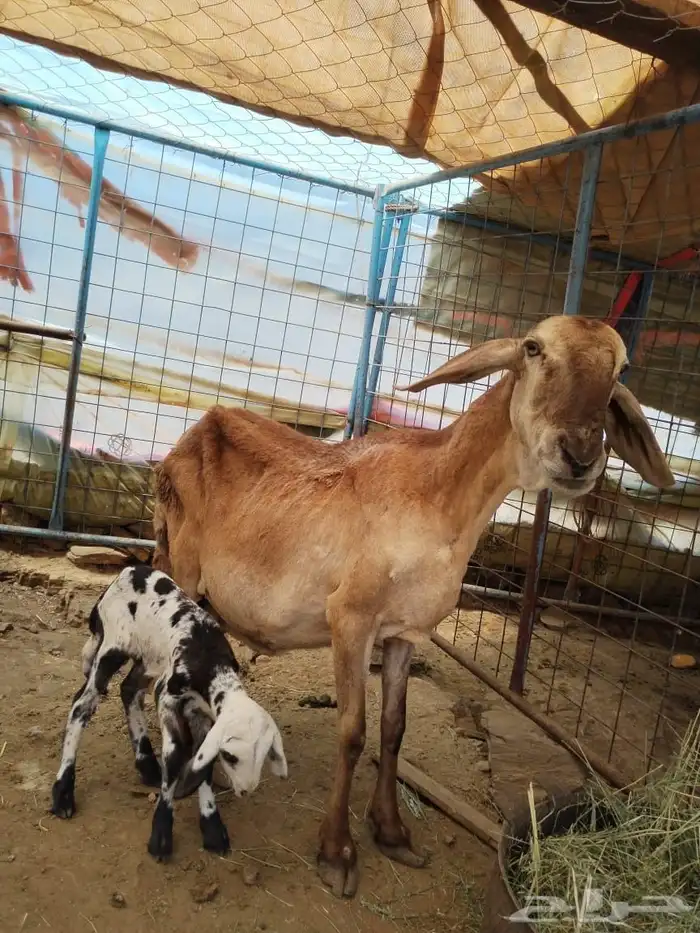 درمانيه صنف 1