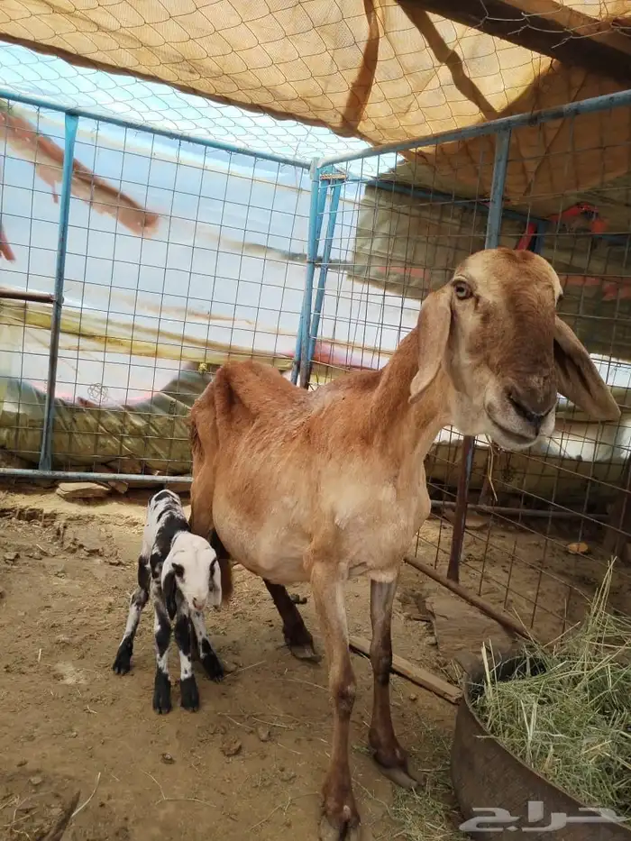 درمانيه صنف 0