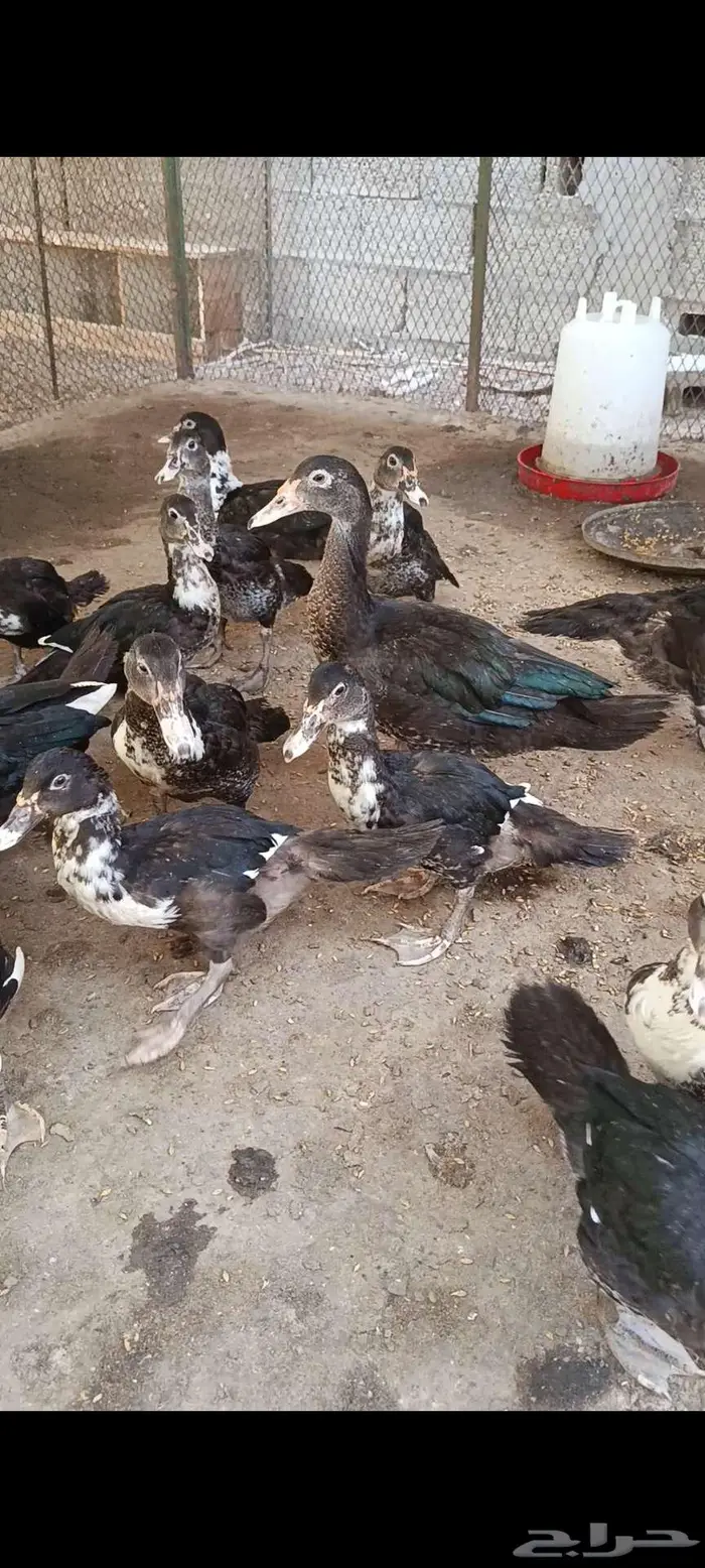 بط لللبيع 1