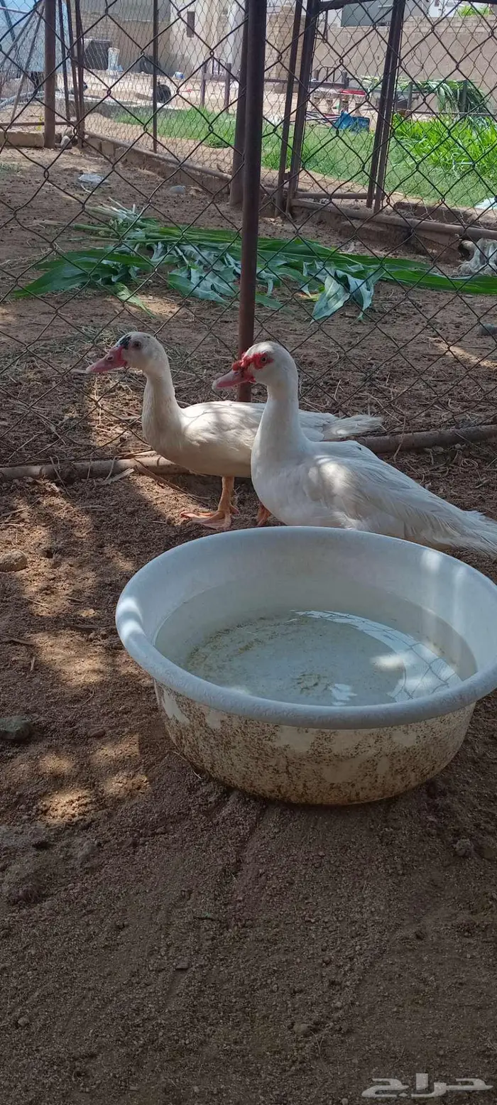 بط ايناث للبيع 1