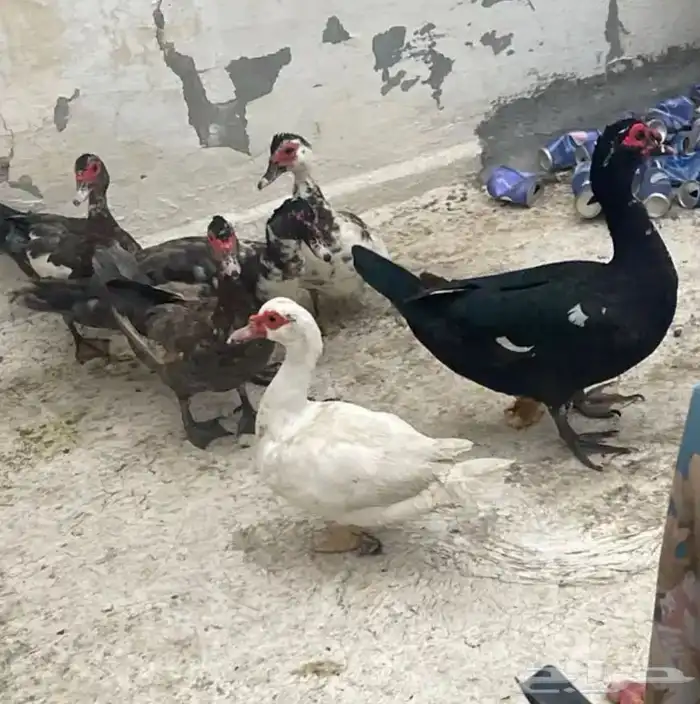 للبيع بط 1