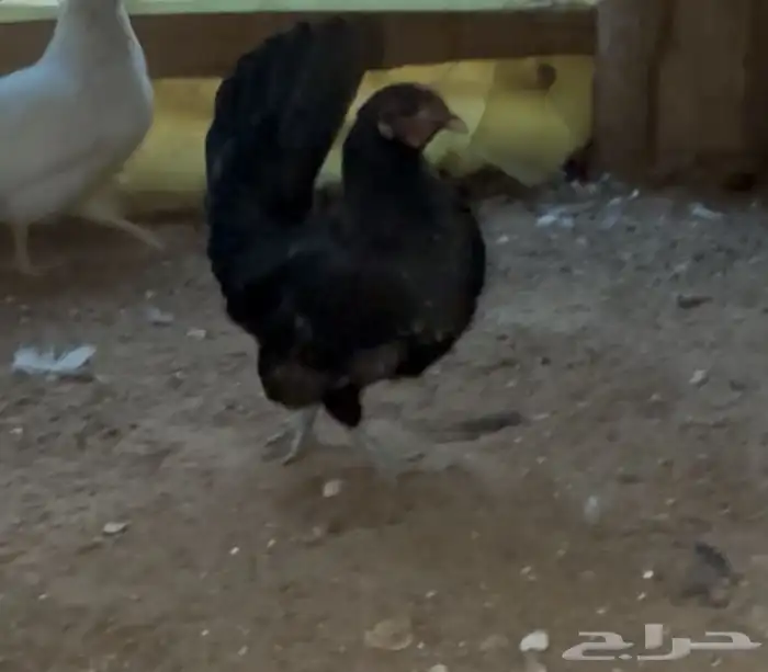 3 دجاج مسحب جبنيز قزم 3