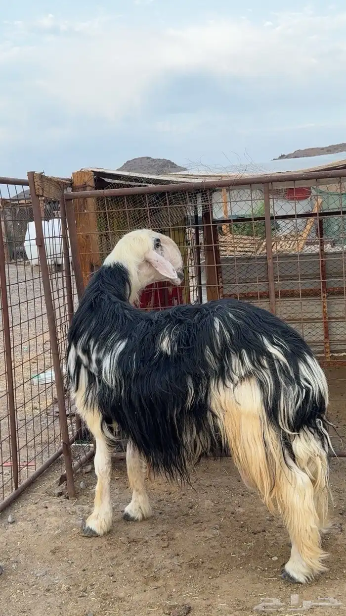 طلي نجدي صنف فاخر(تم البيع ) 0