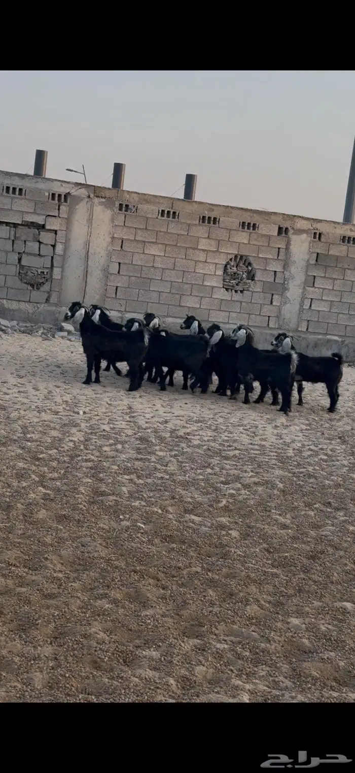 معزا طيبة للبيع 0