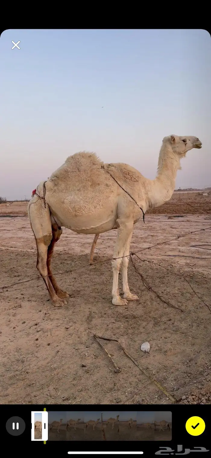 ناقة عشرا مبيوع حاشيها الخرج 0